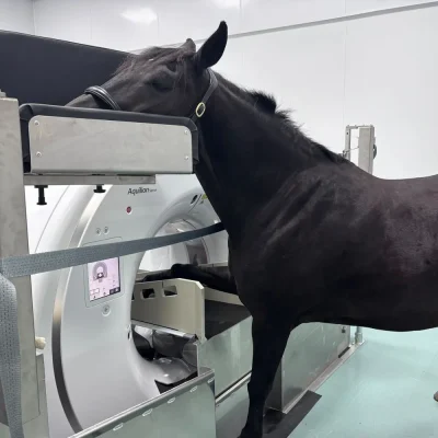 equine-ct